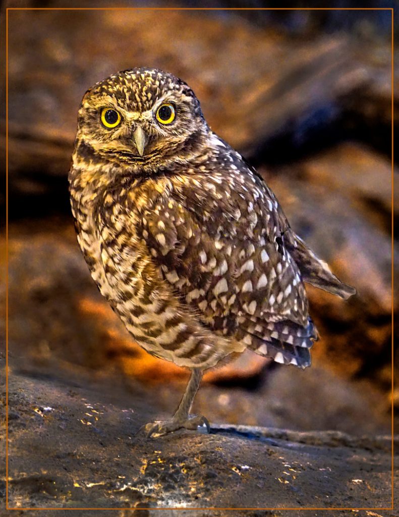 Owl Stare - Neal Thompson